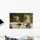 Canadian Lynx Kittens Looking Over A Log, Alaska Wall Mural