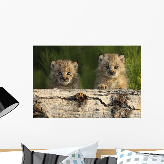 Canadian Lynx Kittens Looking Over A Log, Alaska Wall Mural