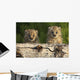 Canadian Lynx Kittens Looking Over A Log, Alaska Wall Mural