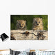 Canadian Lynx Kittens Looking Over A Log, Alaska Wall Mural