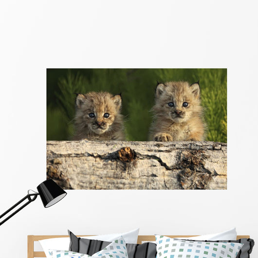 Canadian Lynx Kittens Looking Over A Log, Alaska Wall Mural
