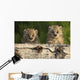 Canadian Lynx Kittens Looking Over A Log, Alaska Wall Mural