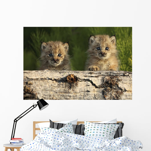 Canadian Lynx Kittens Looking Over A Log, Alaska Wall Mural