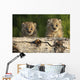 Canadian Lynx Kittens Looking Over A Log, Alaska Wall Mural