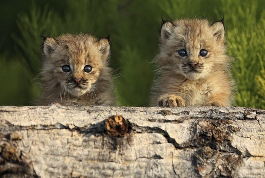 Canadian Lynx Kittens Looking Over A Log, Alaska Wall Mural