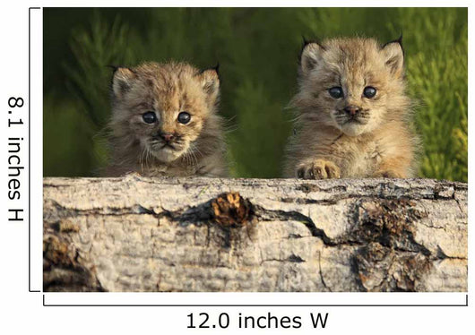 Canadian Lynx Kittens Looking Over A Log, Alaska Wall Mural