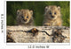 Canadian Lynx Kittens Looking Over A Log, Alaska Wall Mural