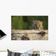 Canadian Lynx Kitten Looking Over A Log, Alaska Wall Mural