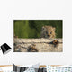 Canadian Lynx Kitten Looking Over A Log, Alaska Wall Mural