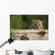 Canadian Lynx Kitten Looking Over A Log, Alaska Wall Mural