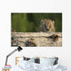 Canadian Lynx Kitten Looking Over A Log, Alaska Wall Mural
