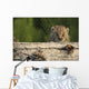 Canadian Lynx Kitten Looking Over A Log, Alaska Wall Mural