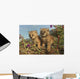 Canadian Lynx Kittens, Alaska Wall Mural
