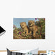 Canadian Lynx Kittens, Alaska Wall Mural