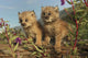 Canadian Lynx Kittens, Alaska Wall Mural