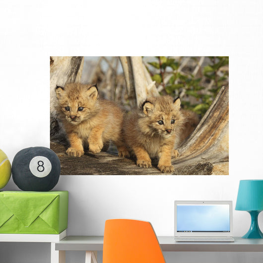 Canadian Lynx Kittens, Alaska Wall Mural