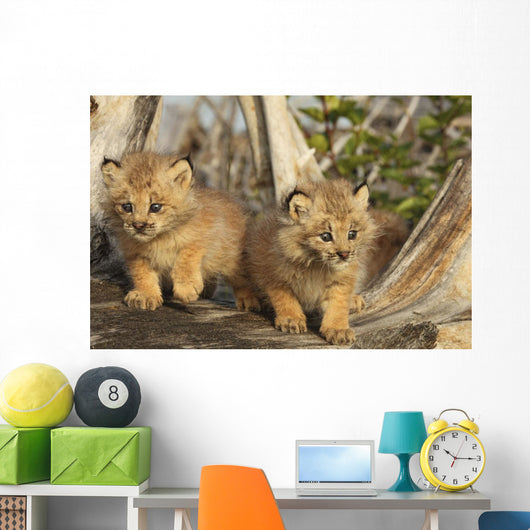Canadian Lynx Kittens, Alaska Wall Mural