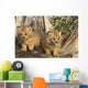 Canadian Lynx Kittens, Alaska Wall Mural