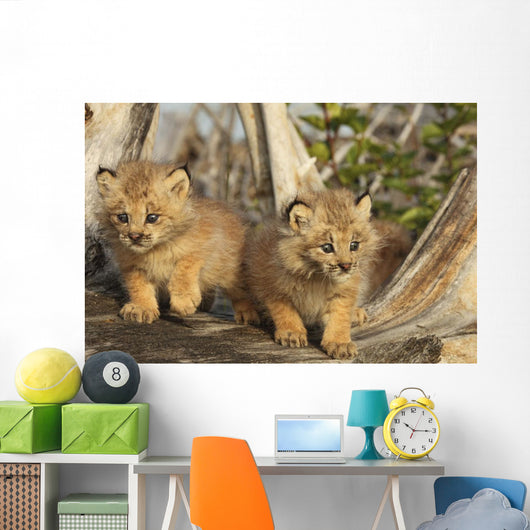 Canadian Lynx Kittens, Alaska Wall Mural