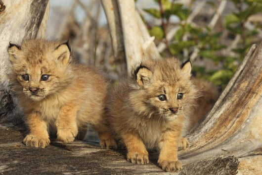 Canadian Lynx Kittens, Alaska Wall Mural