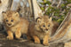Canadian Lynx Kittens, Alaska Wall Mural