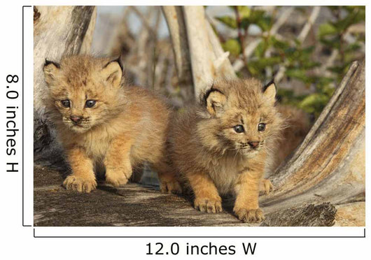 Canadian Lynx Kittens, Alaska Wall Mural