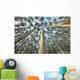 Looking Up Through Aspen Trunks And Leaves, Yukon Wall Mural
