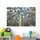 Looking Up Through Aspen Trunks And Leaves, Yukon Wall Mural