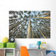 Looking Up Through Aspen Trunks And Leaves, Yukon Wall Mural