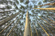 Looking Up Through Aspen Trunks And Leaves, Yukon Wall Mural