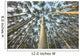 Looking Up Through Aspen Trunks And Leaves, Yukon Wall Mural