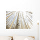 Aspen Grove, Yukon Wall Mural