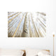 Aspen Grove, Yukon Wall Mural