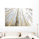 Aspen Grove, Yukon Wall Mural