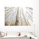 Aspen Grove, Yukon Wall Mural