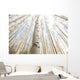 Aspen Grove, Yukon Wall Mural