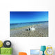 Sea Shell Wall Mural