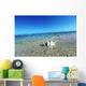 Sea Shell Wall Mural