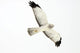 Northern Harrier Hawk, Yukon Wall Decal