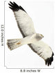 Northern Harrier Hawk, Yukon Wall Decal