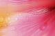 Close Up Of Giant Pink Iris, Hilo, Hawaii Wall Mural
