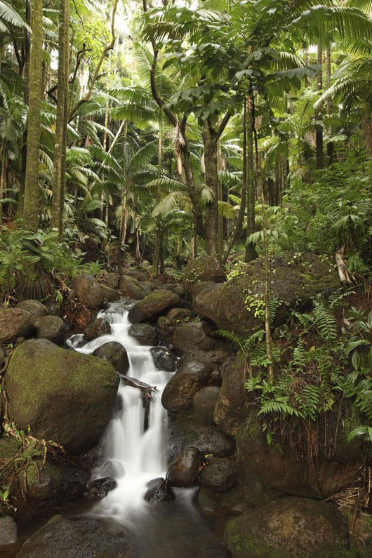 Stream Running Through The Rainforest Near Hilo, Big Island, Hawaii Wall Mural