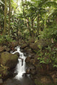 Stream Running Through The Rainforest Near Hilo, Big Island, Hawaii Wall Mural