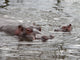 La Mere Hippo