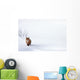 Red Fox, Yukon Wall Mural