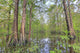 Swamp, Southern Louisiana Wall Mural