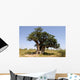 the hollow baobab (Adansonia digitata) in senegal Wall Mural
