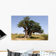 the hollow baobab (Adansonia digitata) in senegal Wall Mural
