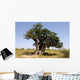 the hollow baobab (Adansonia digitata) in senegal Wall Mural
