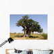 the hollow baobab (Adansonia digitata) in senegal Wall Mural